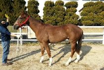 �泲���� (GYEONGNAM BULPAE) ����