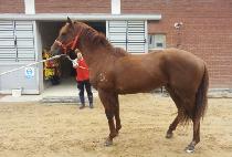 Ȳ�ݵ�� (HWANGGEUMDEULLYEOK) ����