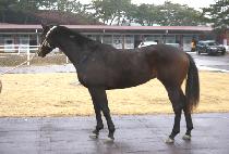 ��ŵ���귿 (SCIP THE BRAT) ����