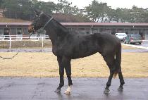 Ǯ���ý�ŵ (FOOLISH SCIP) ����