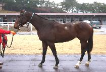 �������� (RUSH FORTH) ����