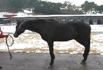 �۷ι�ȣũ (GLOBAL HAWK) ����