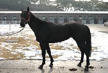 ��ž (YATAP) ����