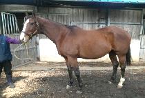 ��Ÿ���� (STARLEENA) ����