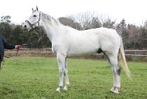 AFLEET AGAIN picture