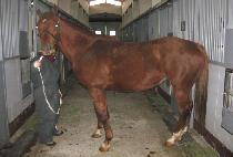 ����Ŀ� (PENNY POWER) ����