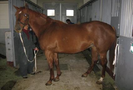 ����ƾ ����