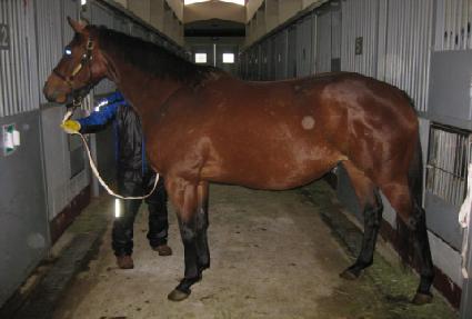 ������ ����