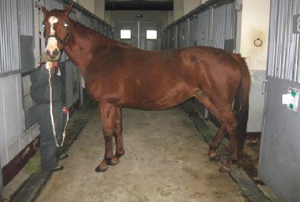 ���̱׳�� ����