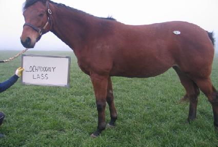 ��ī�δϷ��� ����