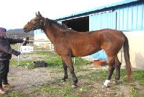 ��Ű� (MIKEY��S GAL) ����