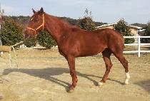 ���������� (GAMDONGUI JILJU) ����