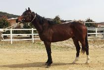 �������� (SEONGSAN PAECHONG) ����