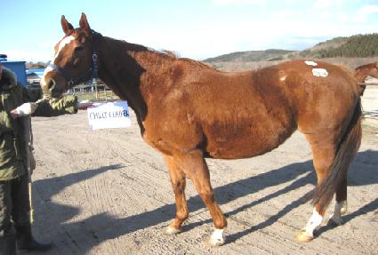 ĥ��ũ��Ŀ ����