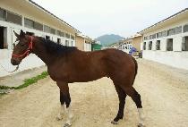 �ູ��� (HAENGBOKDAERO) ����