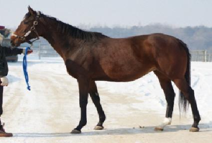 ���̳��͹ٺ� ����