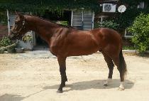 ���ͽ��ǵ� (DOCTOR SPEED) ����