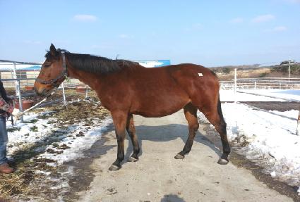 ���̷��̵� ����