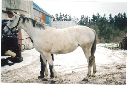 �����긱����Ʈ ����