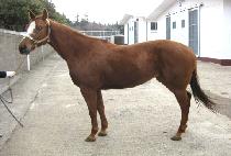 ��Ű�ེ (LUCKY DEUCE) ����