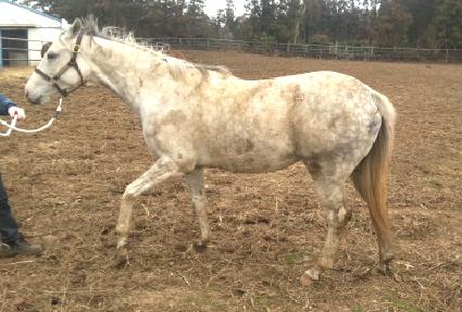 ���̶�ī ����