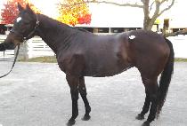 �˶������� (ALLA PRIMA) ����