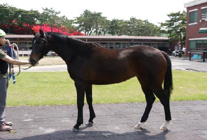 ���ι� ����