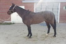 ����Ű���� (KENTUCKY GANGJA) ����