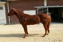 ����Ʈ���� (SMART BROWN) ����