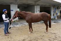 ����Ʈ�� (NIGHT QUEEN) ����