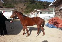 HIMCHAN DAERO picture