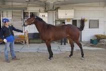 ���������̽� (SUNDAY CHOICE) ����