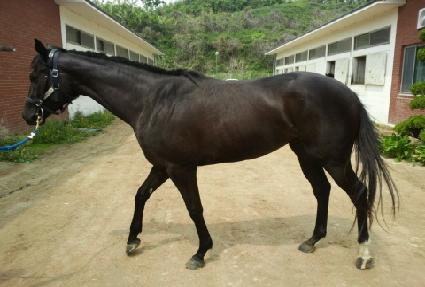 �����̷ο� ����