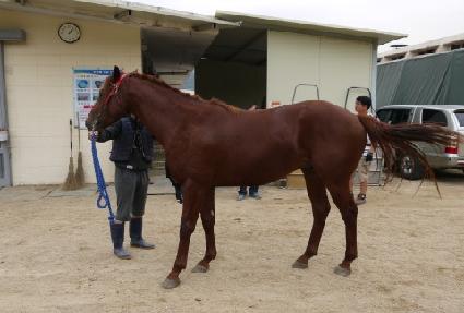 �����̾� ����