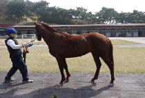 ����ŷ (YEOUI KING) ����