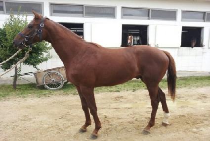 ������Ʈ�� ����