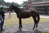 �帲������ (DREAM GALLOPER) ����