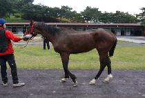 ��Ǫ����Ծ� (NEULPUREUNJAGUAR) ����