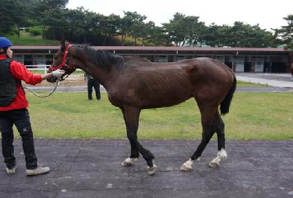 ��Ǫ����Ծ� ����