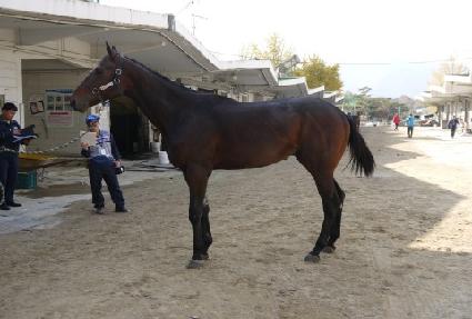 ��Ǫ���̱� ����