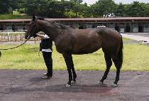 ��õ�� (GWACHEON QUEEN) ����