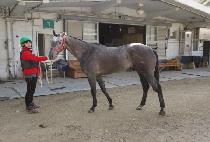 �������ָ� (DALKOMHAN JUMAL) ����