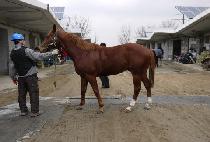 ���׽��ǵ� (RUNNING SPEED) ����