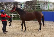 ��ŷ�� (SHOCKING GIRL) ����