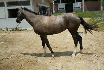 ���� (ELSA) ����