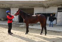 ���̾�۷θ� (LION GLORY) ����