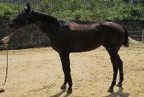 ���ǵ嵹ǳ (SPEED DOLPUNG) ����