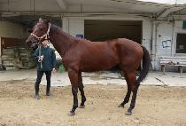 ��Ƽ�� (BEAUTY RUN) ����