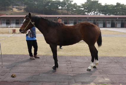 ���ǵ��� ����