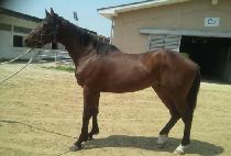 ǳ������ (PUNGWOL GUNJU) ����